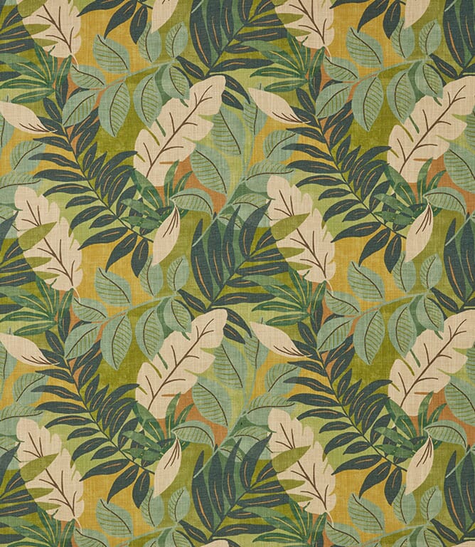 Fern