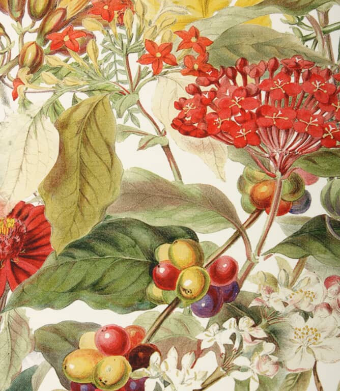 Fibre Naturelle Fabrics Chelsea Fabric / Multi